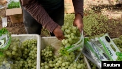 FILE - A farm worker puts grapes inside plastic bags, in Teviston, California, Oct. 21, 2021.