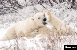 FILE - Polar bears spar near the Hudson Bay community of Churchill, Manitoba, Canada November 20, 2021. (REUTERS/Carlos Osorio/File Photo)