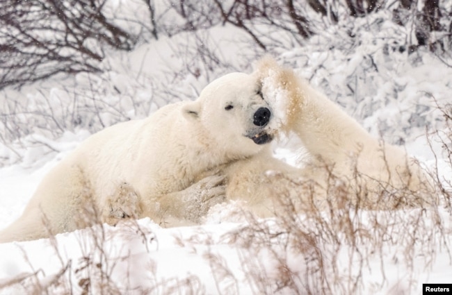 FILE - Polar bears spar near the Hudson Bay community of Churchill, Manitoba, Canada November 20, 2021. (REUTERS/Carlos Osorio/File Photo)