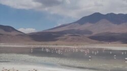 Santuarios de flamencos bolivianos: belleza y crisis ambiental 