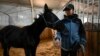 Cloned Horse Raises Hopes for Equestrian Sports in China 
