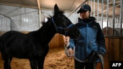 Zhuang Zhuang, China's first cloned horse, is seen with animal trainer Yin Chuyun at a stable at Sheerwood horse riding club in Beijing on Jan. 12, 2023.