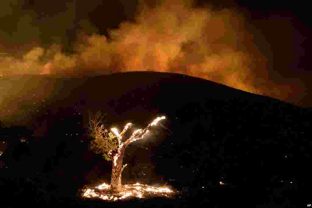 O vento chicoteia brasas de uma árvore em chamas durante um incêndio perto de Hemet, Califórnia, 6 de Setembro de 2022.