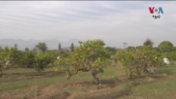 د خېبرپښتونخوا چارسدې ضلعې ابازو سیمې مالټې په ټول ملک کي یو ځان له نوم لري