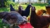 Ayam Gantikan Peralatan Tradisional di Pertanian Komunitas