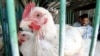پاکستان: مرغی 750 روپے کلو تک، قیمت میں اچانک اضافے کی وجہ کیا ہے؟