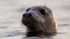 Scientists Use Facial Recognition to Study Seals