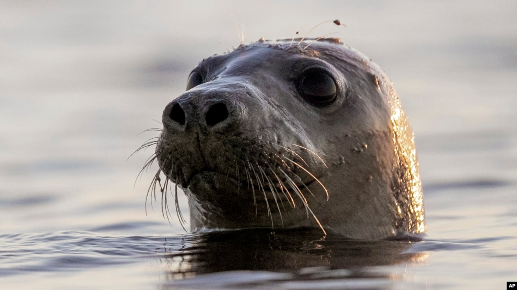 A harbor seal looks around in Casco Bay in this July 30, 2020 file photo off Portland, Maine. A team at Colgate University has developed SealNet, a facial recognition database of seal faces created by taking pictures of harbor seals in Maine. (AP Photo/Robert F. Bukaty, Files)