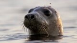 A harbor seal looks around in Casco Bay in this July 30, 2020 file photo off Portland, Maine. A team at Colgate University has developed SealNet, a facial recognition database of seal faces created by taking pictures of harbor seals in Maine. (AP Photo/Robert F. Bukaty, Files)