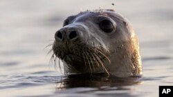 Seal Facial Recognition