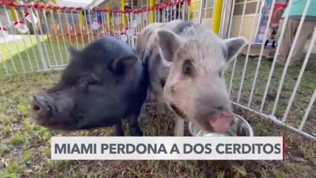 Indultan a dos cerditos en Miami como tradición navideña en el sur de Florida