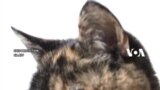 Flossie, Kucing 26 Tahun di London yang Baru Catat Rekor Dunia Guinness