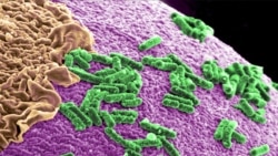 Science in a Minute: Diabetes Risk May Depend on Your Gut