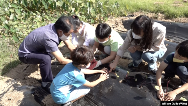 Students at Cheontae Elementary School learn agriculture skills, such as how to tend a garden. September 20, 2022.