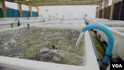 Inside an abalone farm in Hermanus, South Africa