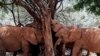 Gajah Kesulitan Bertahan dalam Kemarau Panjang di Kenya