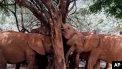 Bayi gajah dan induk serta keluarganya di sekitar pohon di Panti Asuhan Gajah David Sheldrick Wildlife Trust di Nairobi, Kenya, Rabu, 28 Agustus 2019. (AP/Khalil Senosi)