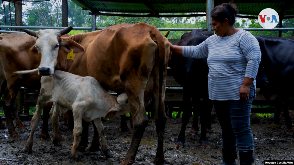 Francisca Ramírez en una finca fronteriza a Nicaragua. Foto Houston Castillo, VOA