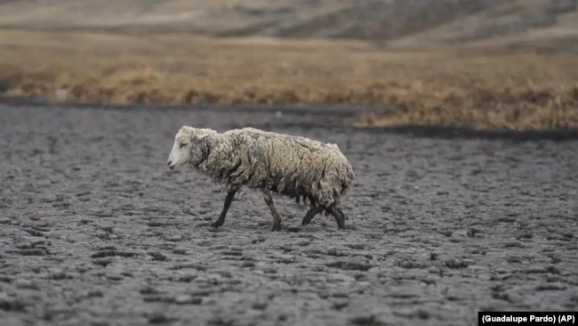 Una oveja demacrada camina sobre el lecho seco de la laguna de Cconchaccota en la región Apurimac de Perú, el 25 de noviembre de 2022.