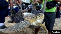 FILES - Sukarelawan membawa penyu hijau (Chelonia mydas), yang diselamatkan dari pemburu dan pedagang, ke laut di pantai Kuta di Bali, 8 Januari 2022. (Foto. Fikri Yusuf/Antara Foto via REUTERS)