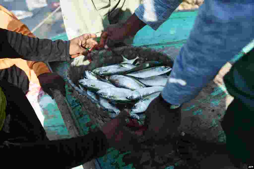 تازہ مچھلی کو فروخت کرنے کی تیاری کی جا رہی ہے۔