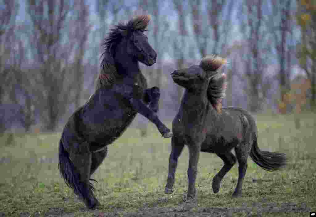 Исландските коњи играат на фарма во Верхајм во близина на Франкфурт, Германија.