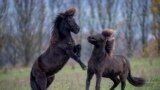 Полицијата ја блокираше улицата што води кон Конгресот откако перуанскиот претседател Педро Кастиљо го распушти телото на денот кога пратениците планираа гласање за отповикување за него во Лима, Перу.