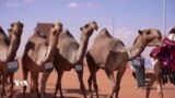 فێستیڤاڵی حوشتر لە عەرەبستانی سعودیە