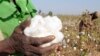 Ivorian Cotton Crop Cut in Half