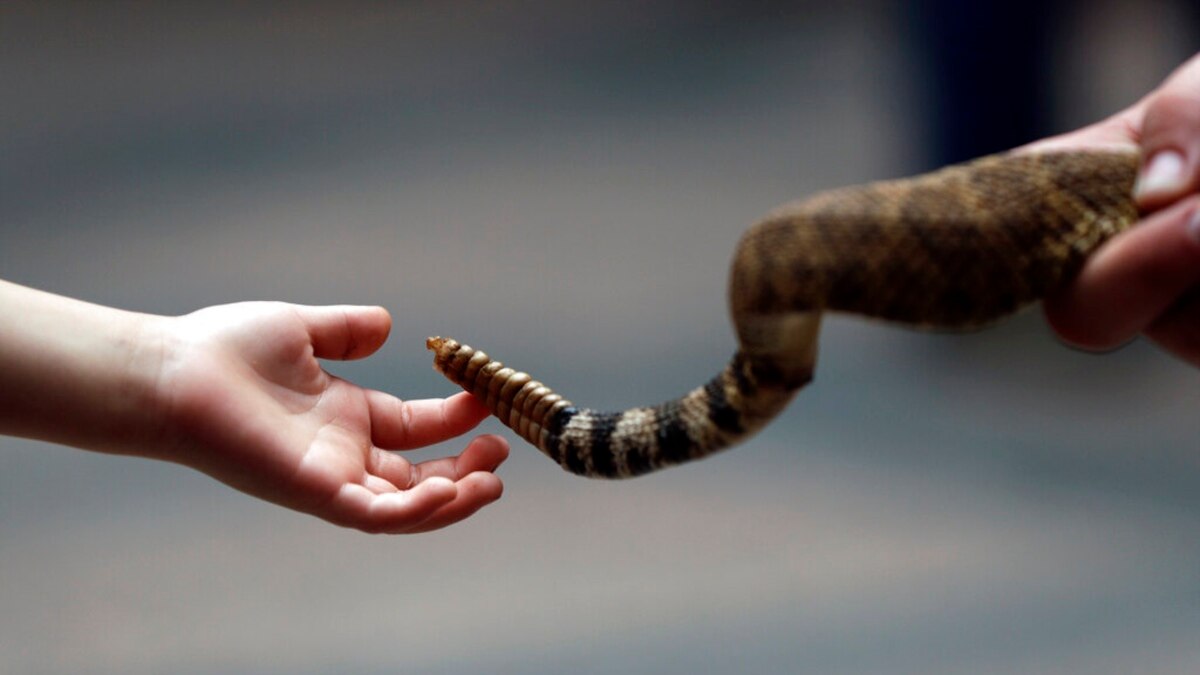 Rattlesnake Roundups Take 2 Paths, Drawing Praise and Scorn - Vimarsana News