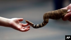 FILE - Noah Marquez, left, touches a live rattlesnake at the Texas Capitol, Feb. 5, 2019, in Austin, Texas.