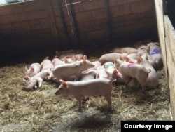 This undated file photo shows one setting in which international researchers recorded pig sounds for a study that resulted in an algorithm the scientists say can interpret pig emotions based on the sounds. (Photo by Elodie Briefer/University of Copenhagen)