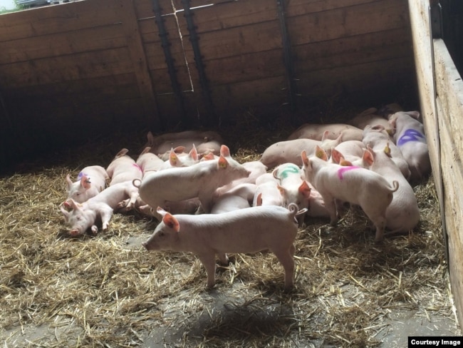 This undated file photo shows one setting in which international researchers recorded pig sounds for a study that resulted in an algorithm the scientists say can interpret pig emotions based on the sounds. (Photo by Elodie Briefer/University of Copenhagen)