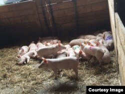 This undated file photo shows one setting in which international researchers recorded pig sounds for a study that resulted in an algorithm the scientists say can interpret pig emotions based on the sounds. (Photo Credit: Elodie Briefer/University of Copenhagen)