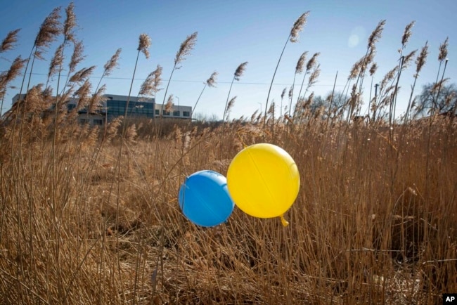 Balloons in colors of the Ukrainian flag are placed in a field at the border crossing in Medyka, in southeastern Poland. More than 2.3 million have fled the country since Russian troops crossed into Ukraine on February 24. (AP Photo/Visar Kryeziu)