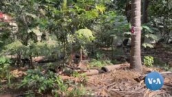 As Mumbai’s Green Spaces Disappear, City Activists Grow Food Forests 