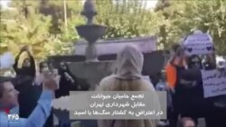تصاویری دیگر از تجمع اعتراضی به کشتار سگ‌ها با اسید مقابل شهرداری تهران