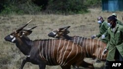 Dua ekor bongo gunung dilepasliarkan ke suaka yang dilindungi dalam upaya untuk mengembalikan spesies ikonik ke habitat alami mereka di kaki bukit berhutan di puncak tertinggi kedua Afrika, Gunung Kenya, di dekat kota Nanyuki, 9 Maret 2020. (Tony KARUMBA / AFP)