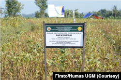 Panen kedelai di Selopamioro, DI Yogyakarta membuktikan pemanfaatan teknologi meningkatkan hasil produksi. (Foto: Firsto/Humas UGM)