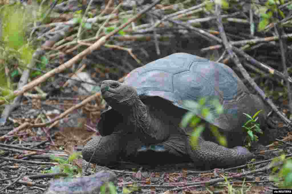A tortoise, previously identified as Chelonoidis chathamensis and which corresponds genetically to a different species according to a study by scientists of the Galapagos National Park, is pictured on the island of San Cristobal, Galapagos Islands, Ecuado
