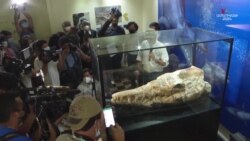 Պալեոնտոլոգները ցուցադրել են 36 միլիոն տարի առաջ ծովերում բնակվող հնագույն կետաձկան քարացած մնացորդները