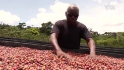 Café : les producteurs d'Ouganda mécontents