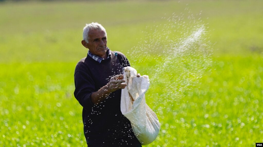 Sfidat e fermerëve shqiptar për prodhimin e drithërave