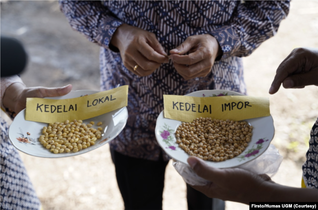 Hasil panen kedelai dengan memanfaatkan teknologi SAE di Yogyakarta dibandingkan kedelai impor. (Foto: Firsto/Humas UGM)