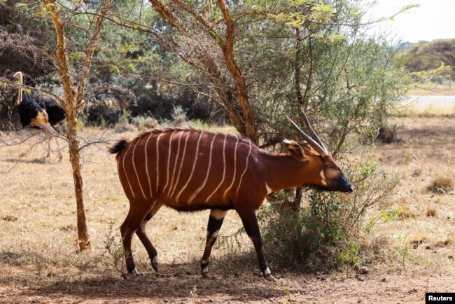 Bongo Gunung (Tragelaphus eurycerus isaaci) betina yang terancam punah, di Konservasi Margasatwa Gunung Kenya dekat Nanyuki, Kenya, 9 Maret 2022. (REUTERS/Baz Ratner)