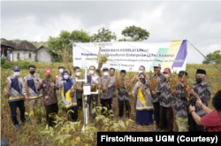 Panen kedelai petani dengan dampingan peneliti UGM mampu menghasilkan 2,4 ton di lahan seluas 0,6 hektare. (Foto: Firsto/Humas UGM)