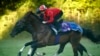 Joki Prancis Christophe Lemaire mengendarai Makahiki, kuda pacuan Jepang, dalam latihan menjelang pertandingan pacuan kuda Qatar Prix de l'Arc de Triomphe di Chantilly, Prancis, 7 September 2016. (REUTERS/Benoit Tessier)/ilustrasi