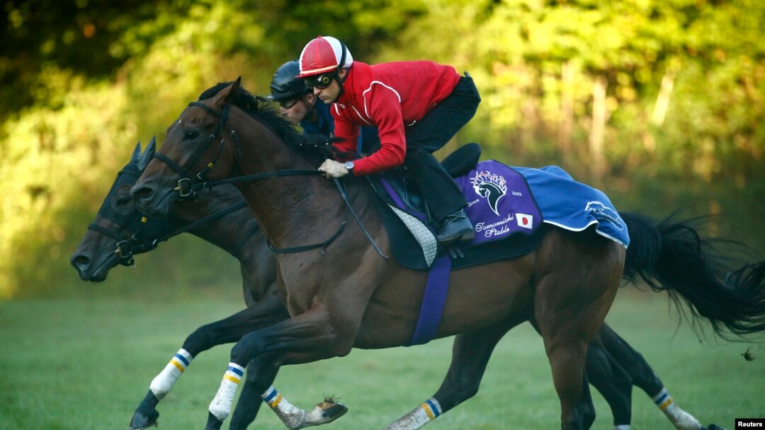 Joki Prancis Christophe Lemaire mengendarai Makahiki, kuda pacuan Jepang, dalam latihan menjelang pertandingan pacuan kuda Qatar Prix de l'Arc de Triomphe di Chantilly, Prancis, 7 September 2016. (REUTERS/Benoit Tessier)/ilustrasi