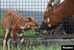 Bayi antelop bongo gunung terlihat bersama induknya Walkiria, di sebuah paddock di Kebun Binatang Warsawa, Polandia, 23 Juni 2021. (REUTERS/Aleksandra Szmigiel)