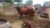 COWS FROM MHONDORO NGEZI FARM